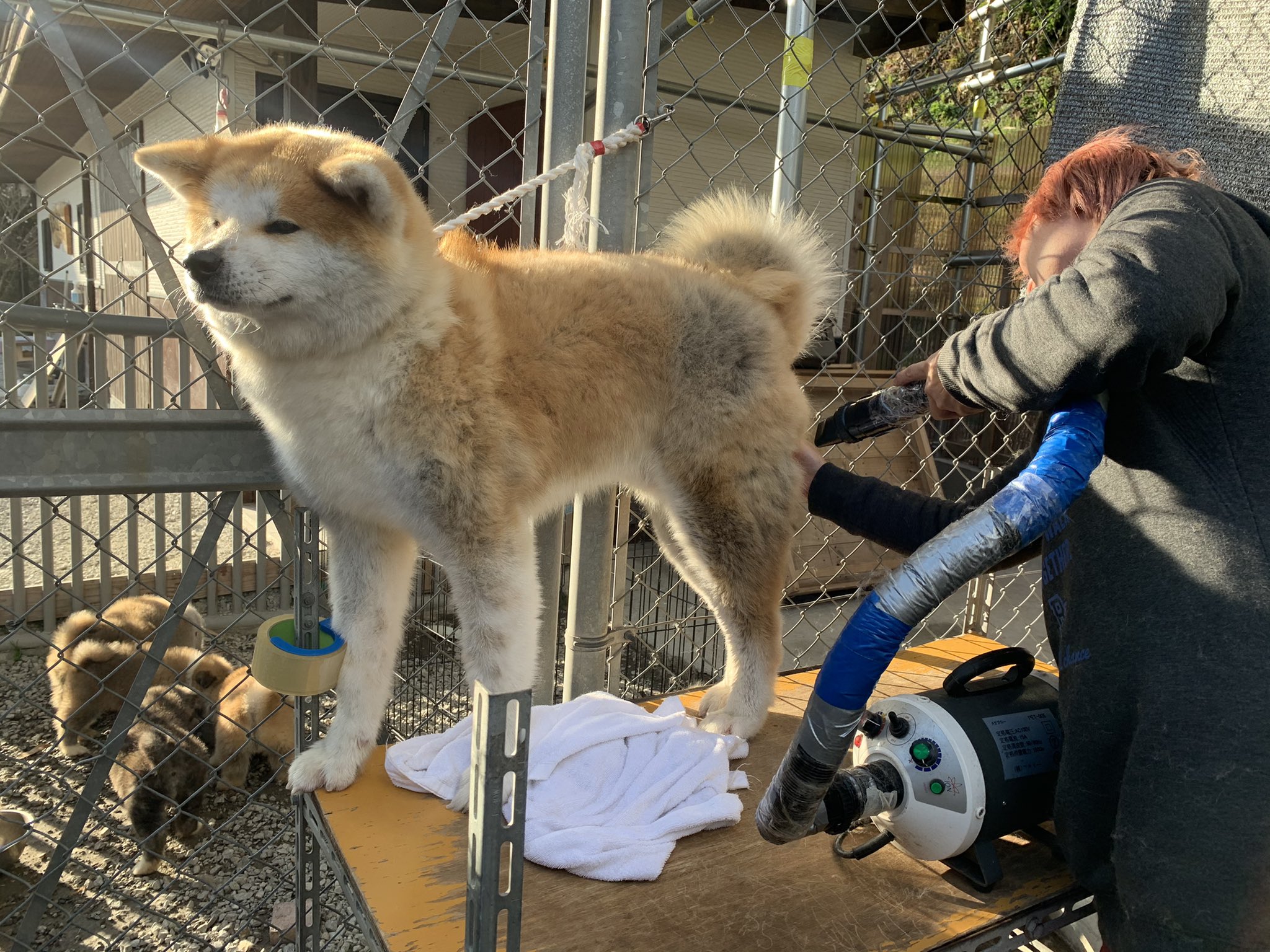 Twitter 上的 ひーちゃん シャンプー後ドライヤーされてる門侍郎 私の姿を見つけて 助けてもらえる と希望に満ちた顔 してたのに私が撮影始めたら 助けてもらえないと分かって最後はこの絶望顔 秋田犬 秋田犬赤毛 シャンプードライ 助けてー 絶望顔 ちーん