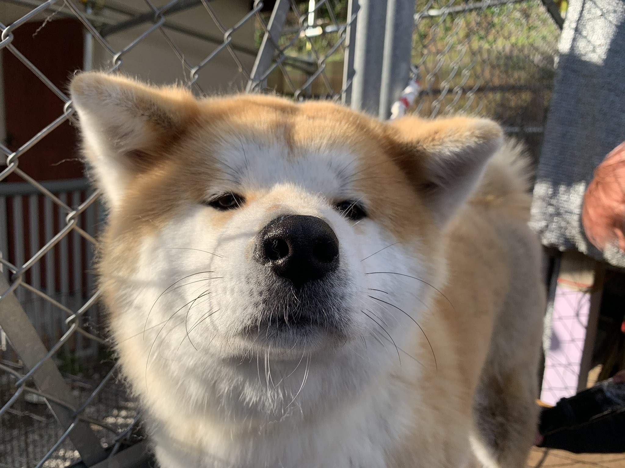 Twitter 上的 ひーちゃん シャンプー後ドライヤーされてる門侍郎 私の姿を見つけて 助けてもらえる と希望に満ちた顔 してたのに私が撮影始めたら 助けてもらえないと分かって最後はこの絶望顔 秋田犬 秋田犬赤毛 シャンプードライ 助けてー 絶望顔 ちーん