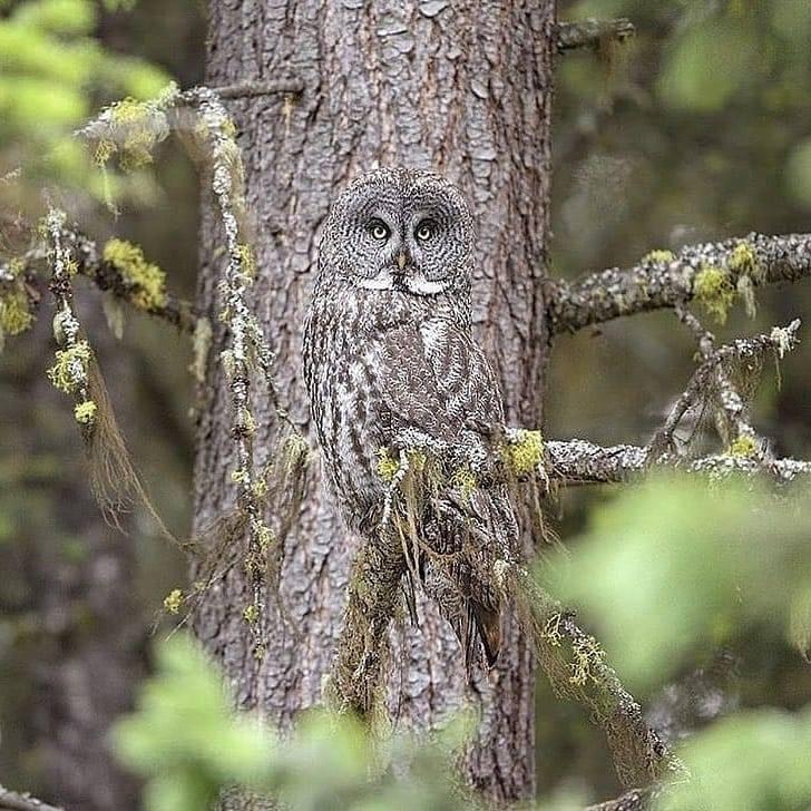 EcoTraining's tweet photo. #SundayBirdChallenge this week. 
Can you tell us what a beautiful owl this is?
📸 @ Eric Remijn

#EcoTraining #EcoTrainingStudent #EcoTrainingCamp #Africa #TravelAfrica #Safari #Outdoors #FieldGuide #Guide #TourGuide #Study #Nature #Owl #BirdsOfPray https://t.co/dGKAhqdG8h