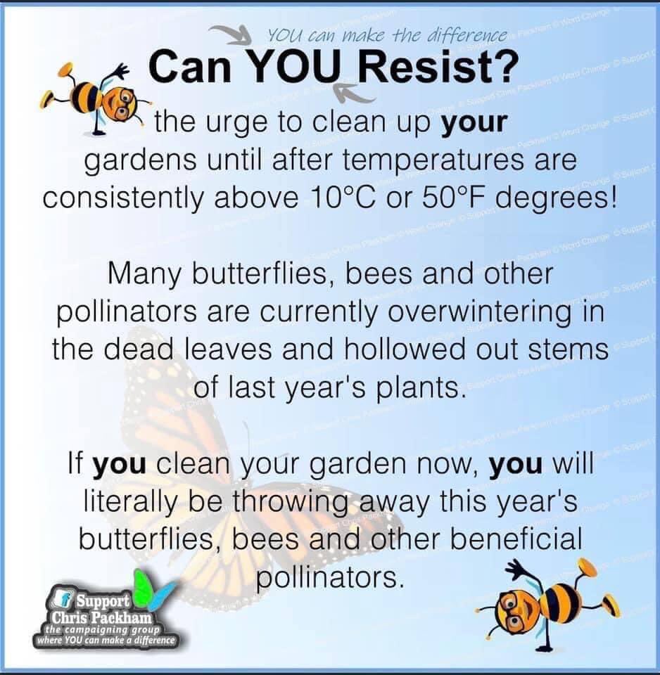 It is so tempting but please try to resist and help our pollinators #saveourbees #honeybees #pollinators