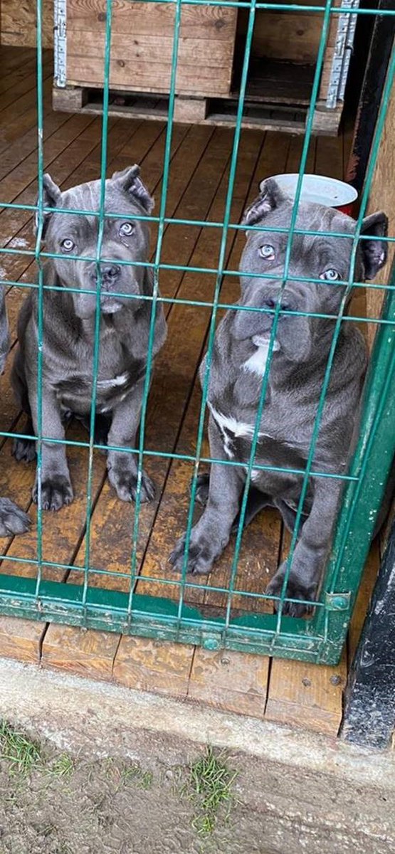syptweet's tweet photo. Police in Sheffield are appealing for witnesses after three dogs were stolen in a suspected armed robbery in Burngreave. Do you recognise the dogs? Full appeal here-https://t.co/80RGM0LcR9 https://t.co/WKJywjOQJZ