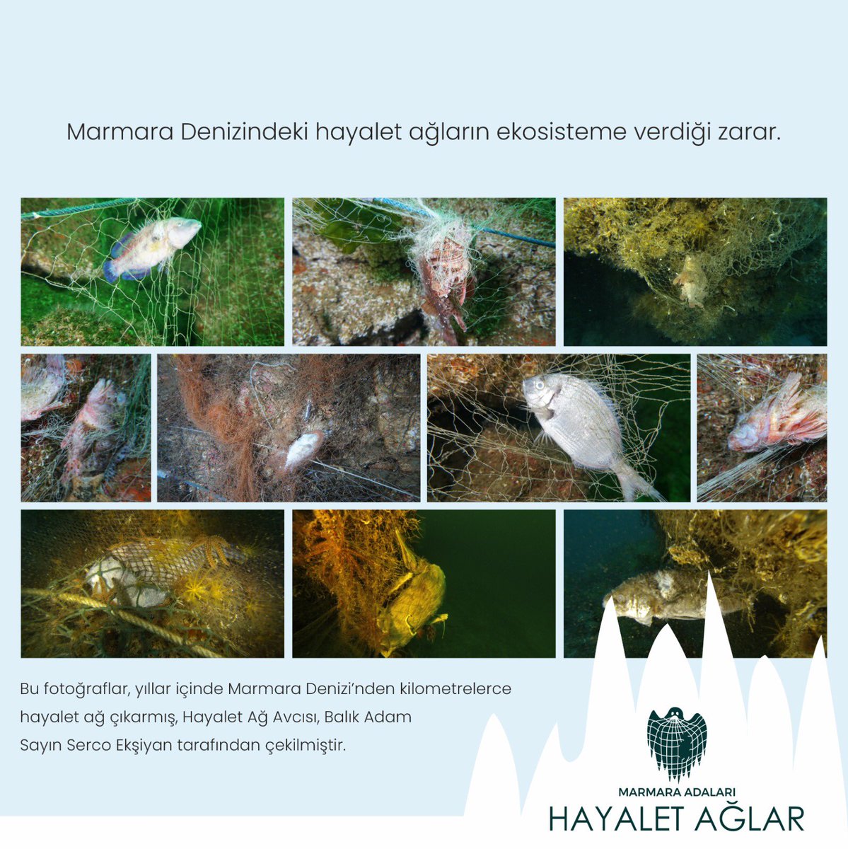 Sucul ekosistemi tüketen hayalet ağlar, yıllar boyunca avlanıyor ve çürüyüp çözündükten sonra da mikroplastik olarak zarar vermeye devam ediyor.
Türkiye denizlerindeki balıkların yüzde 44,3’ü #mikroplastik içeriyor. 

#ghostnets #hayaletaglar #sercoeksiyan