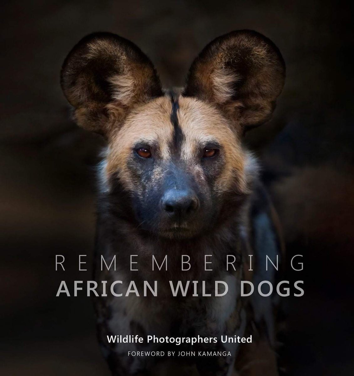 I am excited to be contributing a photograph to Remembering African Wild Dogs. So far, this initiative has raised over $1million for conservation. Their Kickstarter kicks off today (bit.ly/wilddogs-Kicks…) where you can pre-order! <a href="/RemembrWildlife/">Remembering Wildlife</a>