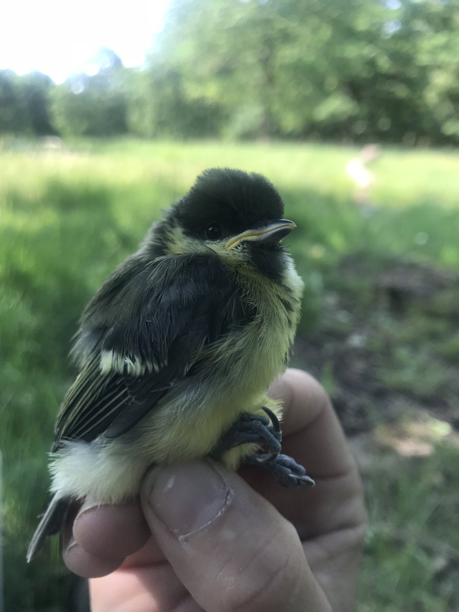 Caroline Isaksson tweet media