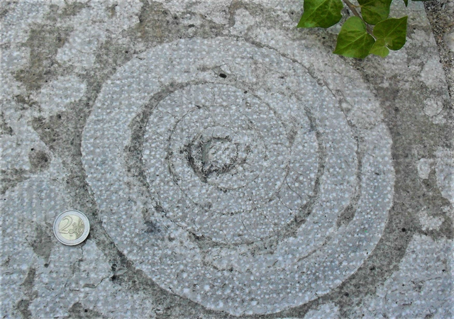 Iziko_Museums's tweet photo. Images: ammonoid fossils preserved in limestone along walking paths in Italy (supplied by Eugene Bergh)
#FossilFriday
#FossilFridays
#Ammonoid
#Fossils
#MuseumFromHome https://t.co/esybnhwRWh