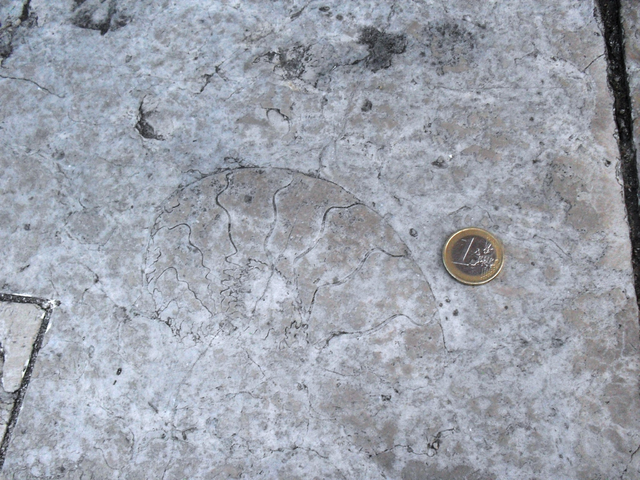 Iziko_Museums's tweet photo. Images: ammonoid fossils preserved in limestone along walking paths in Italy (supplied by Eugene Bergh)
#FossilFriday
#FossilFridays
#Ammonoid
#Fossils
#MuseumFromHome https://t.co/esybnhwRWh