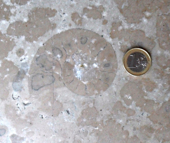 Iziko_Museums's tweet photo. Images: ammonoid fossils preserved in limestone along walking paths in Italy (supplied by Eugene Bergh)
#FossilFriday
#FossilFridays
#Ammonoid
#Fossils
#MuseumFromHome https://t.co/esybnhwRWh