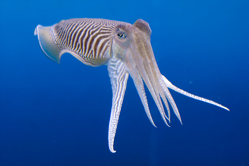 qikipedia's tweet photo. Cuttlefish have self-control, and are able to hold off eating snacks on the promise that they will get a better snack later. https://t.co/fmN2d6aEIQ