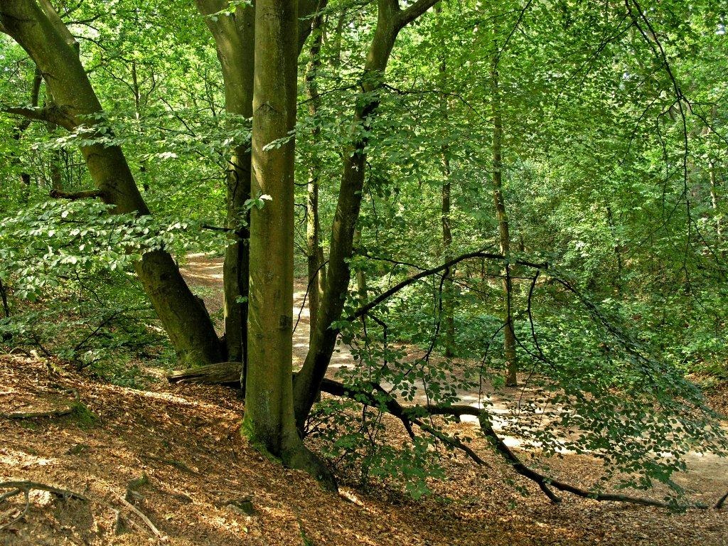 Meer bomen in Nederland! Help jij mee om meer bos te planten? Een boom doneren kost €7,50. Sluit je aan bij #teamboswachters en doe mee via  actie.nederlandplantbomen.nl/projects/teamb… #nederlandplantbomen