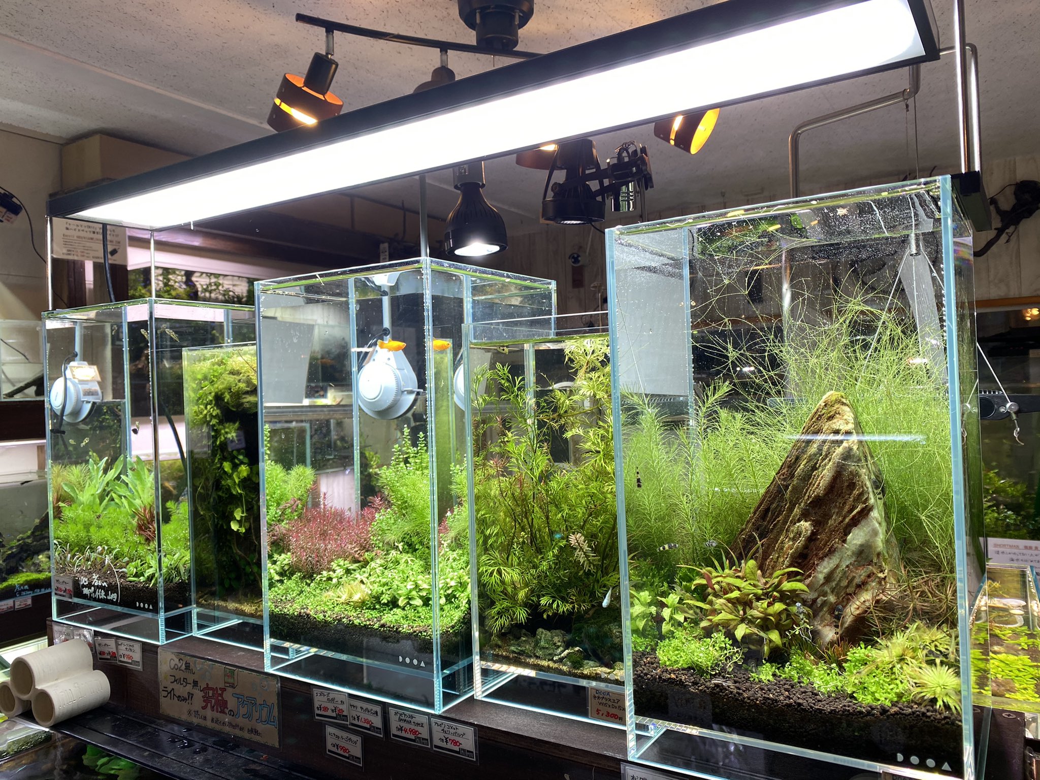 Aquarium Tallman アクアリウム トールマン 皆様こんにちは トールマン山本です 本日 22時半頃より フィルター無しでもok 小型水槽の極意 を行います 実際に作りながらレイアウトのコツやメンテナンス方法などもお伝えしますので皆様