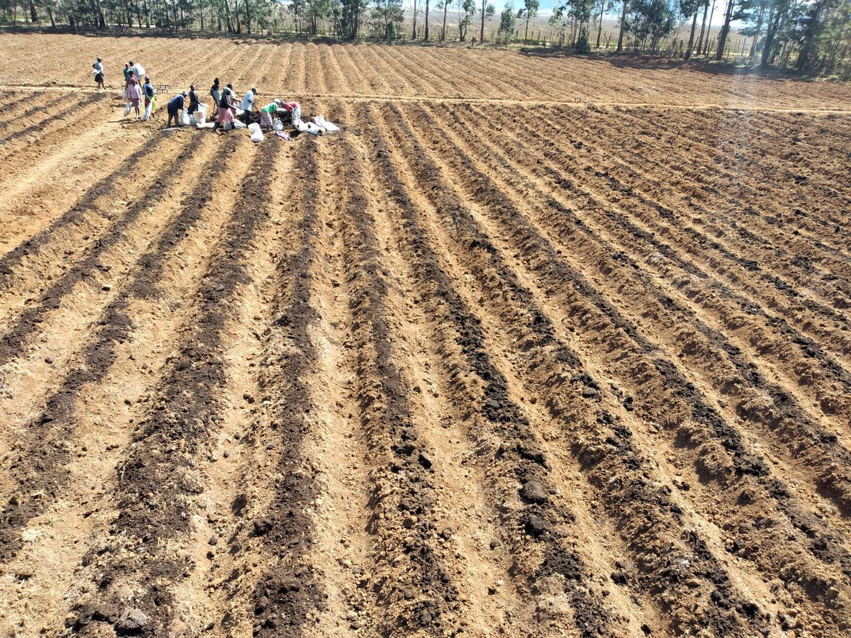rodgers_kirwa's tweet photo. Hapa Kazi tu.

Gone are the days when #farming was done without a proper farm layout.

We are helping a #farmer here in Uasin Gishu county set up and implement his enterprise .

Reach out incase you have such a need . 

Mbolea ni #Yara .

#AgribusinessTalk254 #MboleaNiYara https://t.co/CRWqrnhQG0