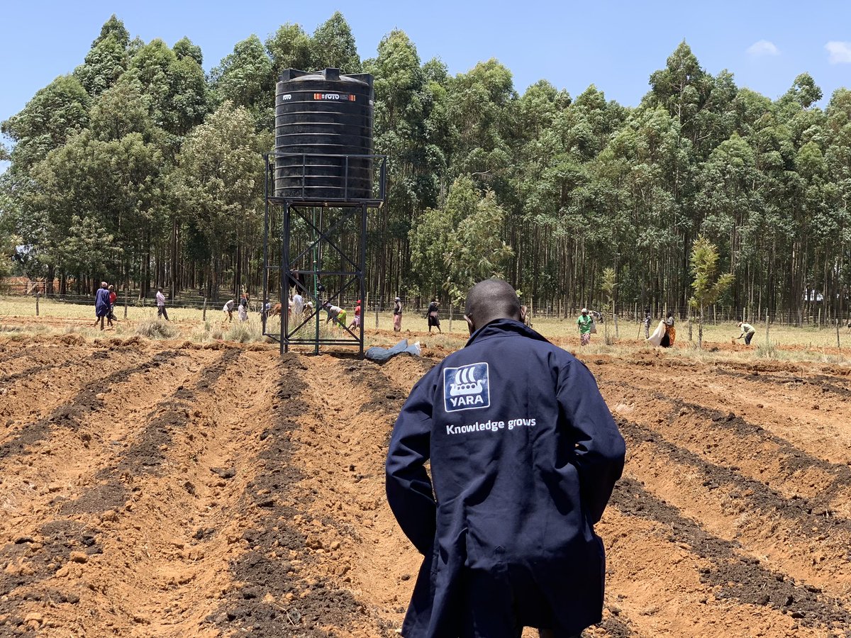 rodgers_kirwa's tweet photo. Hapa Kazi tu.

Gone are the days when #farming was done without a proper farm layout.

We are helping a #farmer here in Uasin Gishu county set up and implement his enterprise .

Reach out incase you have such a need . 

Mbolea ni #Yara .

#AgribusinessTalk254 #MboleaNiYara https://t.co/CRWqrnhQG0