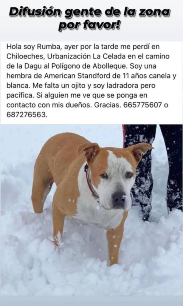 silviaamunoz's tweet photo. Hola! Nunca imaginaría hacer algo así pero por desgracia se ha perdido mi perrita, agradecería muchísimo la máxima difusión posible y sobretodo a poder ser de gente de la zona, muchísimas gracias de antemano. https://t.co/HrrNivjg2n