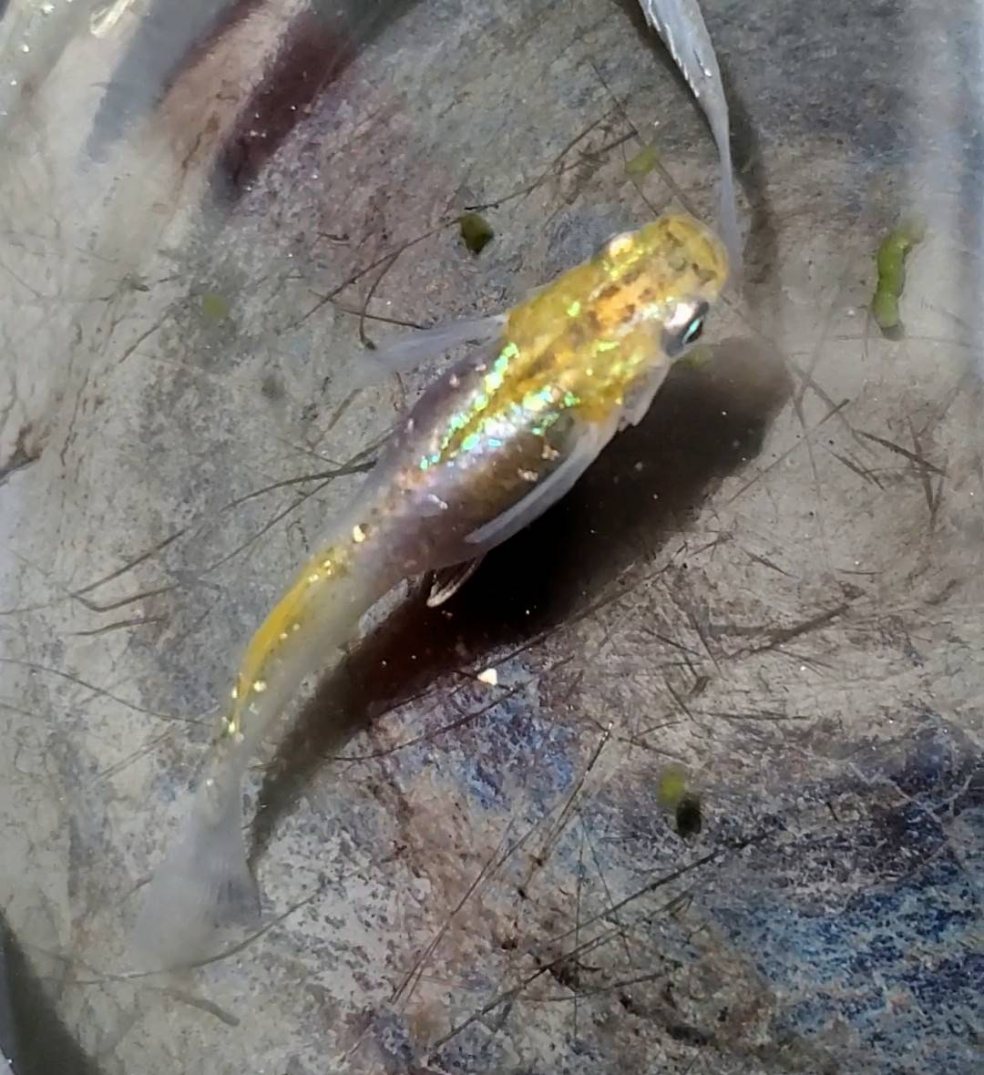 皆さん、お疲れ様です😊☀️ オリジナルのメダカが完成したので報告