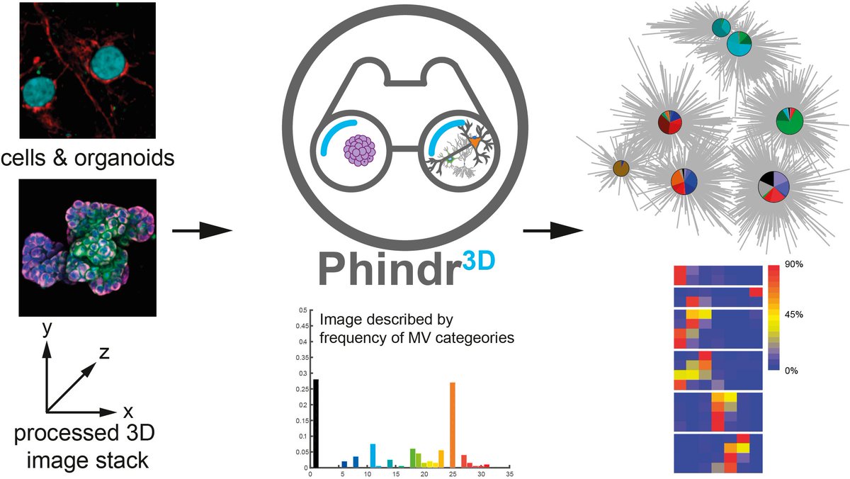 _pm_lab's tweet image. Phindr3D is a comprehensive #ShallowLearning framework for automated quantitative phenotyping of #3D #HighContentScreening images using unsupervised data-driven feature learning which enables computationally facile classification, clustering and data visualization. #ML [2/15]