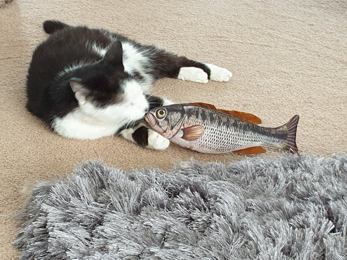 4Catsof's tweet image. It's not what it looks like! 
Fishy kisses
#FridayVibes