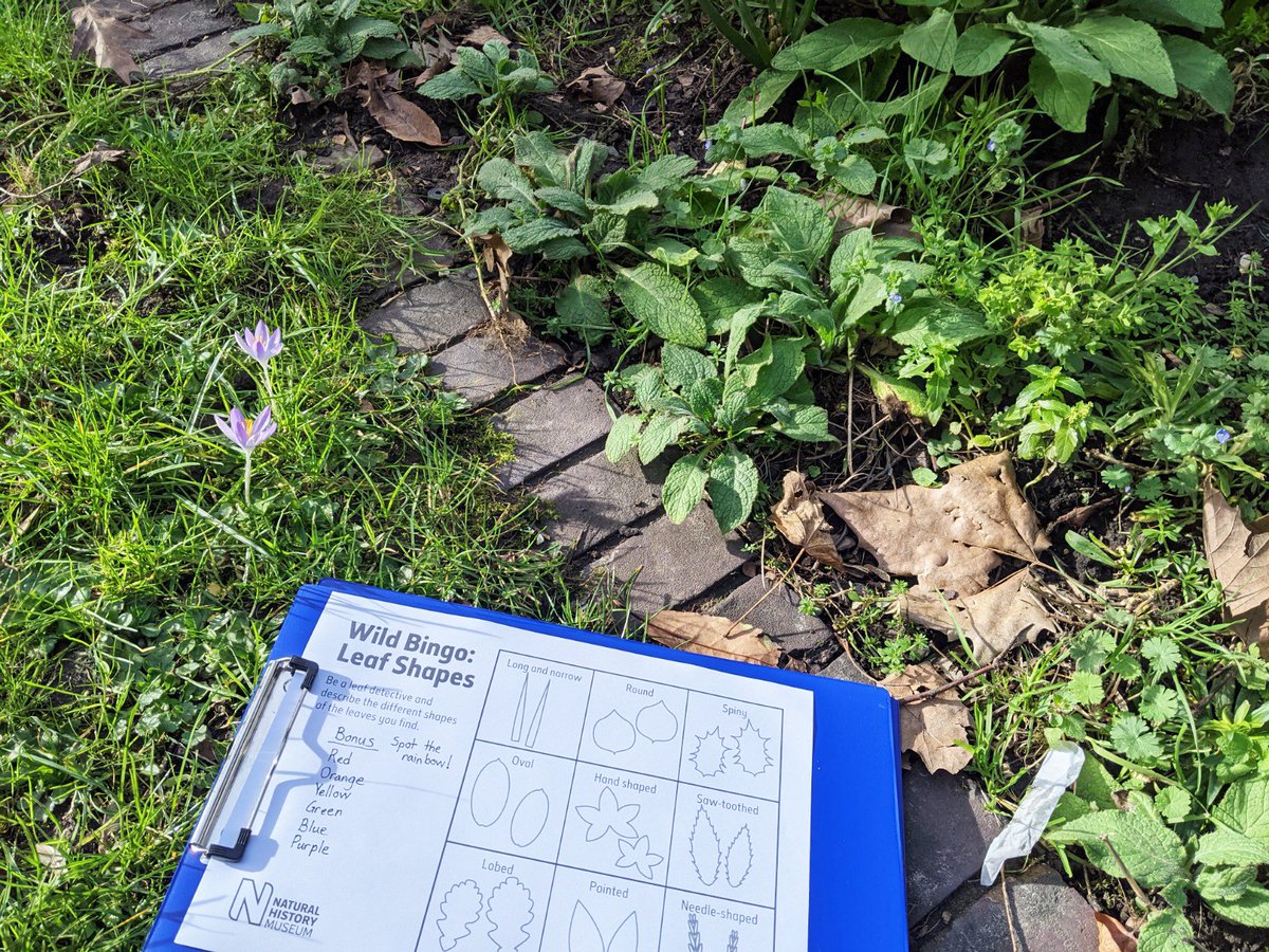 NHM_Learn's tweet photo. To finish up another busy week of #NHMHomeworkClub, it is time to become plant detectives. To kick off, we are going to play a game of leaf bingo. Join in and see if you can find all the different leaf shapes. Let us know how many you find. https://t.co/XJybOlvzHN