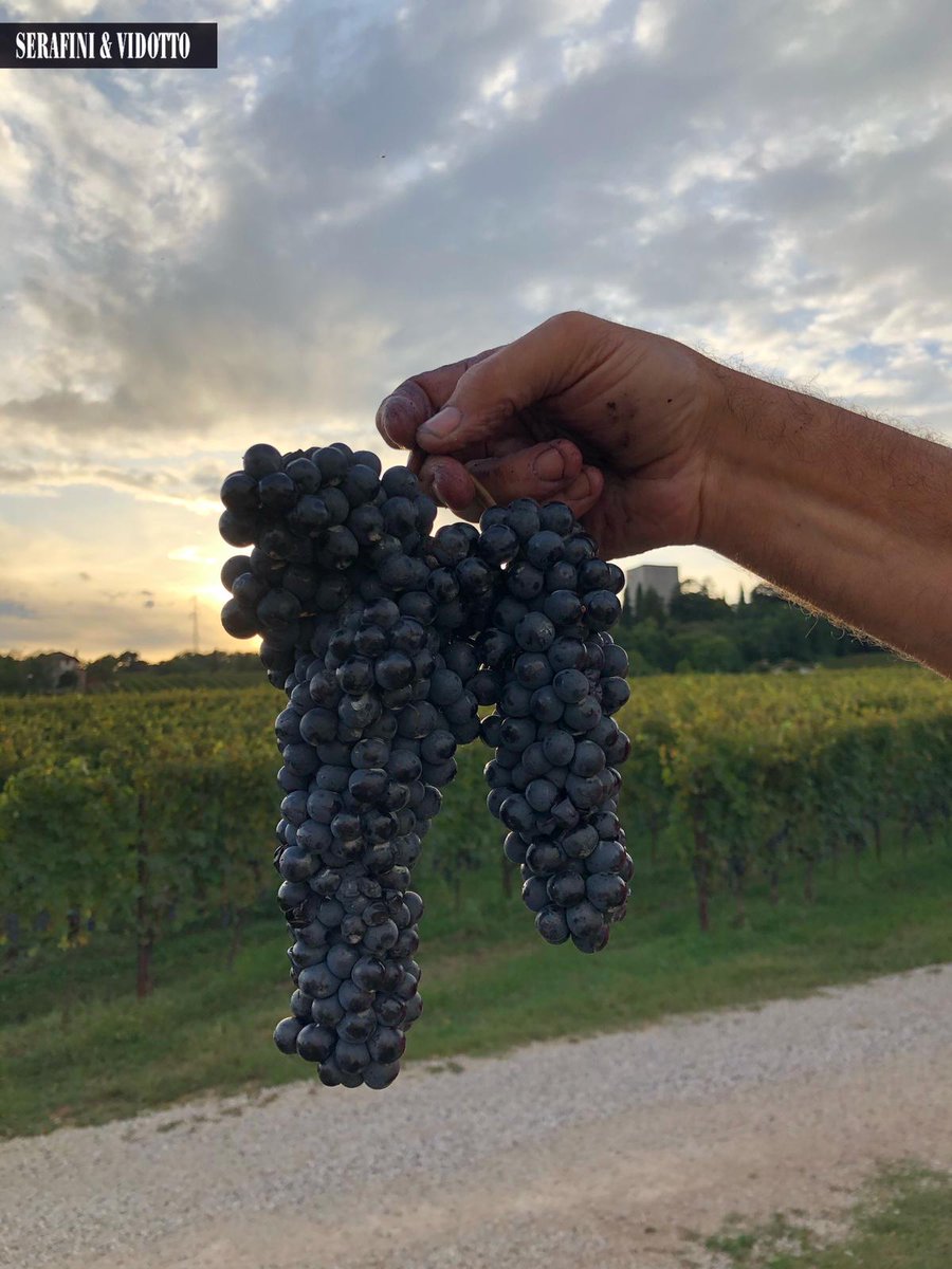 A brilliant article shedding light on the lesser known Recantina grape 🍇 and review for Serafini &amp; Vidotto 👏 from Ian D’Agata via his new blog!

Check it out!!
👉👉👉 terroirsense.com/en/p/739.html
<a href="/terroirsense/">Terroir Sense Wine Review</a>