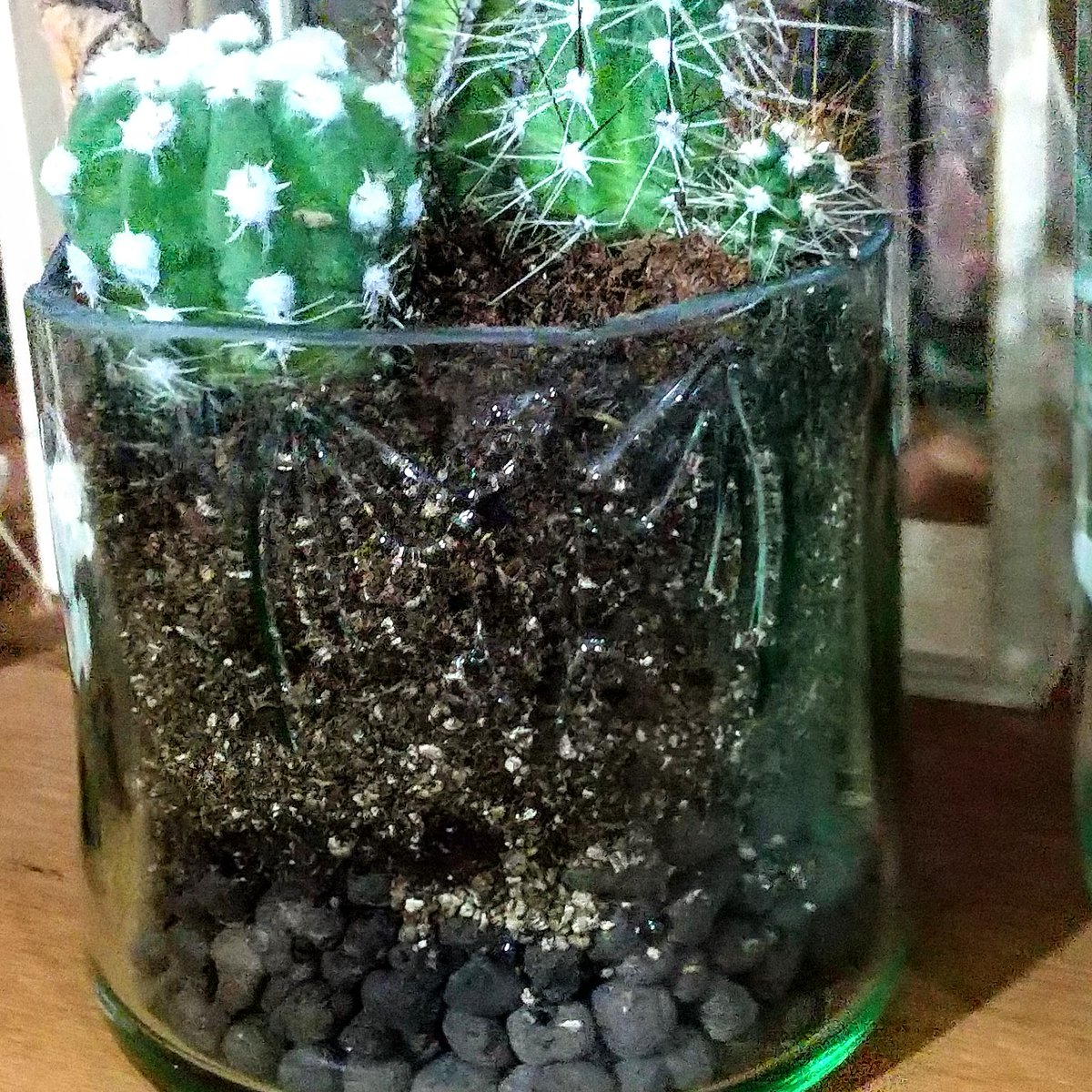 Bottle Atelier ボトリエ على تويتر 空き瓶ばかりだと思われがちなボトリエですが意外に観葉植物や多肉植物もあります よーく見るとバカルディの瓶に寄せ植え こちらももちろんご購入いただけます Bottle Atelier ボトリエ على تويتر 空き瓶ばかりだと思われがちなボトリエですが意外に観葉植物や多肉植物もあります よーく見るとバカルディの瓶に寄せ植え こちらももちろんご購入いただけます