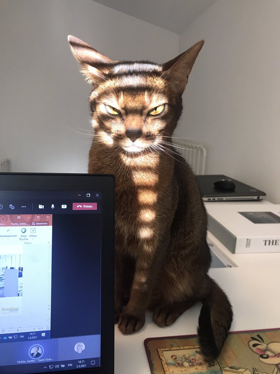 VillaPeltonen's tweet photo. Kevennys perjantaille - olisiko aika lopetella päivän #teamsputki jos #etätyökaveri näyttää tältä? 😅😬 #mörkö #palaveri #etätyö #badkittycat #tgif https://t.co/B2PzSDhZmw