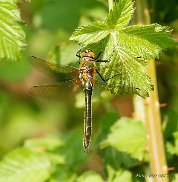 Mary van der Es tweet media