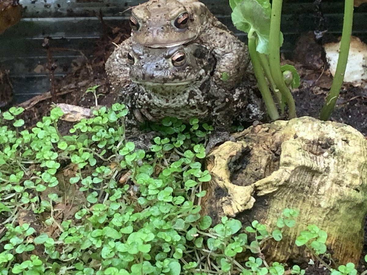 UKAmphibians's tweet photo. The Common Toads Breeding (BufoBufo)
#MaleToad #Toads #BufoBufo
#CommonToad #ToadEggs #Toad
#SmallPond #Amphibians
#PondLife #Nature
#WildToads #wildlifephotography
#GreenToad #Amphibiansofinstagram
#BrownToad #Breedingtoads #ToadSpawn
#RedToad #FemaleToad #Toadcall https://t.co/gVoJ8e1WlM