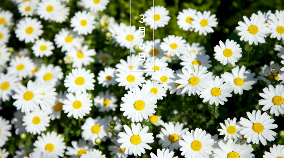 花の日めくり 誕生花 今日はデイジー 花言葉は 無垢な心 です 和名は雛菊 ヒナギク です 3月 5月 まるい小さな可憐な花を咲かせます 英名daisyは英語の Day S Eye デイズアイ 太陽の目 に由来するとも 暦図鑑 暦生活