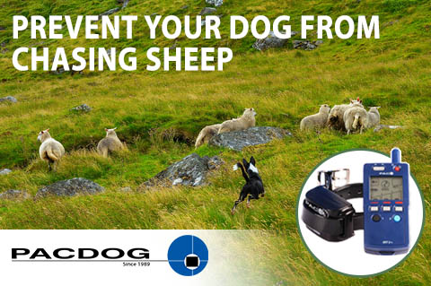 PACDOGCOLLARS's tweet photo. With the list of attacks on sheep increasing and Farmers too traumatised to report what has happened, dog owners need to control their dogs on and off the lead. Lets prevent futher sheep killings 
#nodogsallowed #pacdog 
https://t.co/YzVh1N5avL https://t.co/d7j7jCLWNb