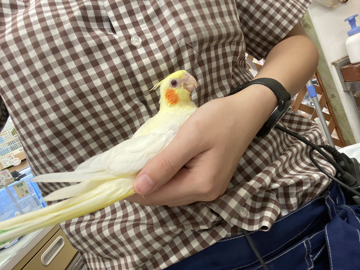 アミーゴ鳳店 現在オカメインコちゃんは2羽 どちらも3回餌のルチノーちゃんですが性格は全く違います 1枚目の子はご飯の準備中スタッフにピトッとくっつく甘えたさん 2枚目の子は手に乗せようとしてもスタッフの服にしがみついてヨジヨジと肩まで