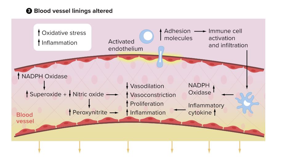 Bon article de la resposta del cos davant del #soroll provocant una resposta a l'estrès i alliberant hormones com l’adrenalina i el cortisol, generant una sèrie de disfuncions knowablemagazine.org/article/health…