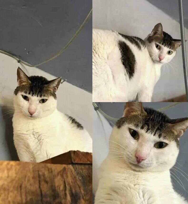 waarom ziet deze kat eruit alsof ie me zijn eeuwige liefde gaat bekennen en dan 3 maanden ghosten 😔