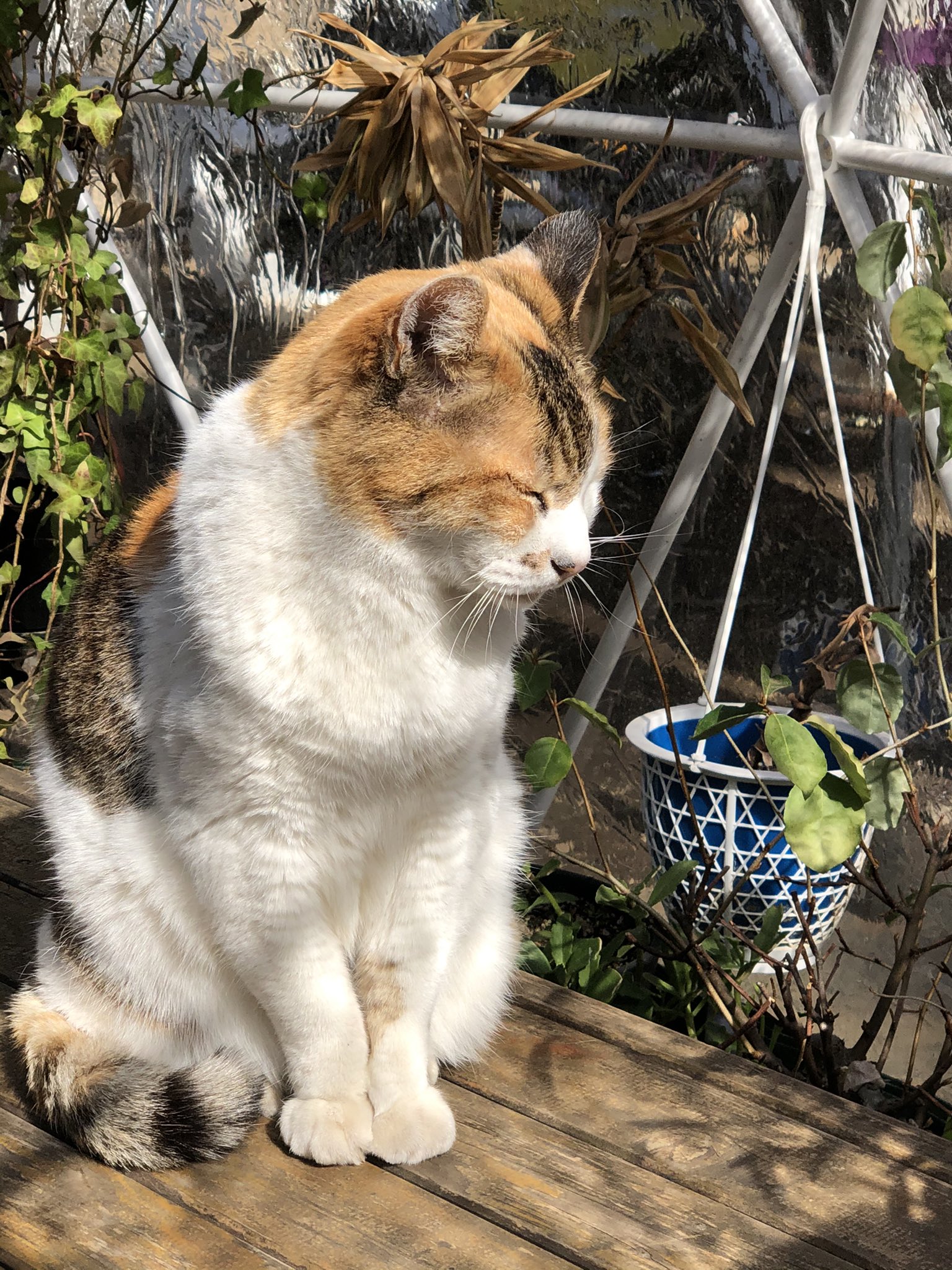 りんご　戸越八幡神社 「女の子とねこちゃん」見開き御朱印 2枚セット neko~御朱印＆応燕~ on X: 