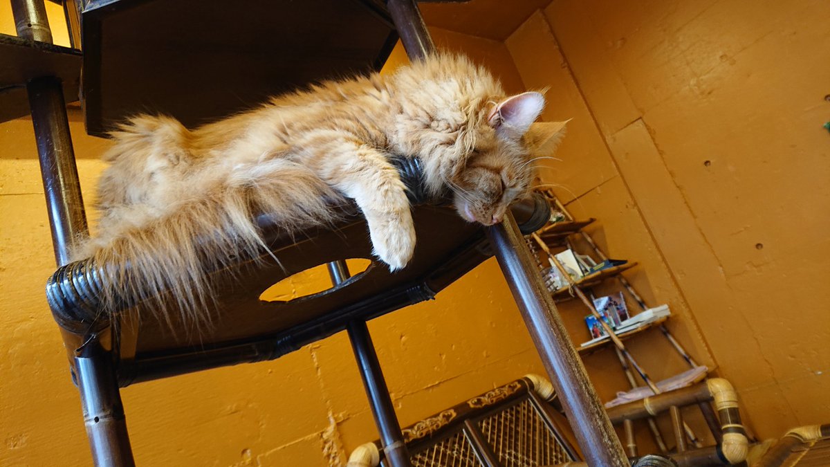 猫カフェ ぐるぐる堂 Catgurugurudou Twitter 猫カフェ ぐるぐる堂 Catgurugurudou Twitter