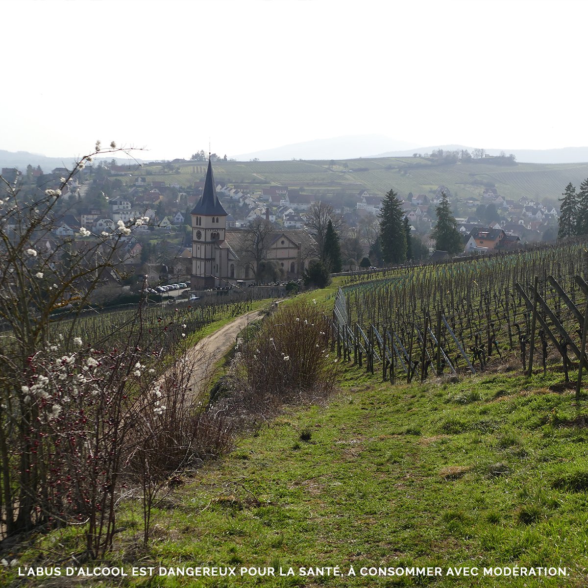 Live from #GrandCru Kirchberg de Barr. This Grand Cru dominates the Barr region, sprawling behind the Maison Willm. This #terroir and its ideal sun exposure make the Barr vineyard optimal for growing the Gewurztraminer varietal.