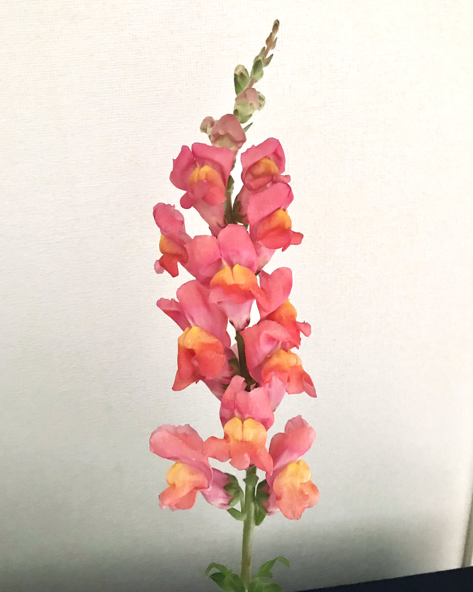 Chappy 花纏 はなまとい 今日のイイハナは スナップドラゴン 和名だと金魚草です 花壇で咲いてたりしますよね 大きくて立派なお花です 光の当たり方で全然色が違います ハナノヒ イイハナ イクハナ 花 スナップドラゴン 金魚草