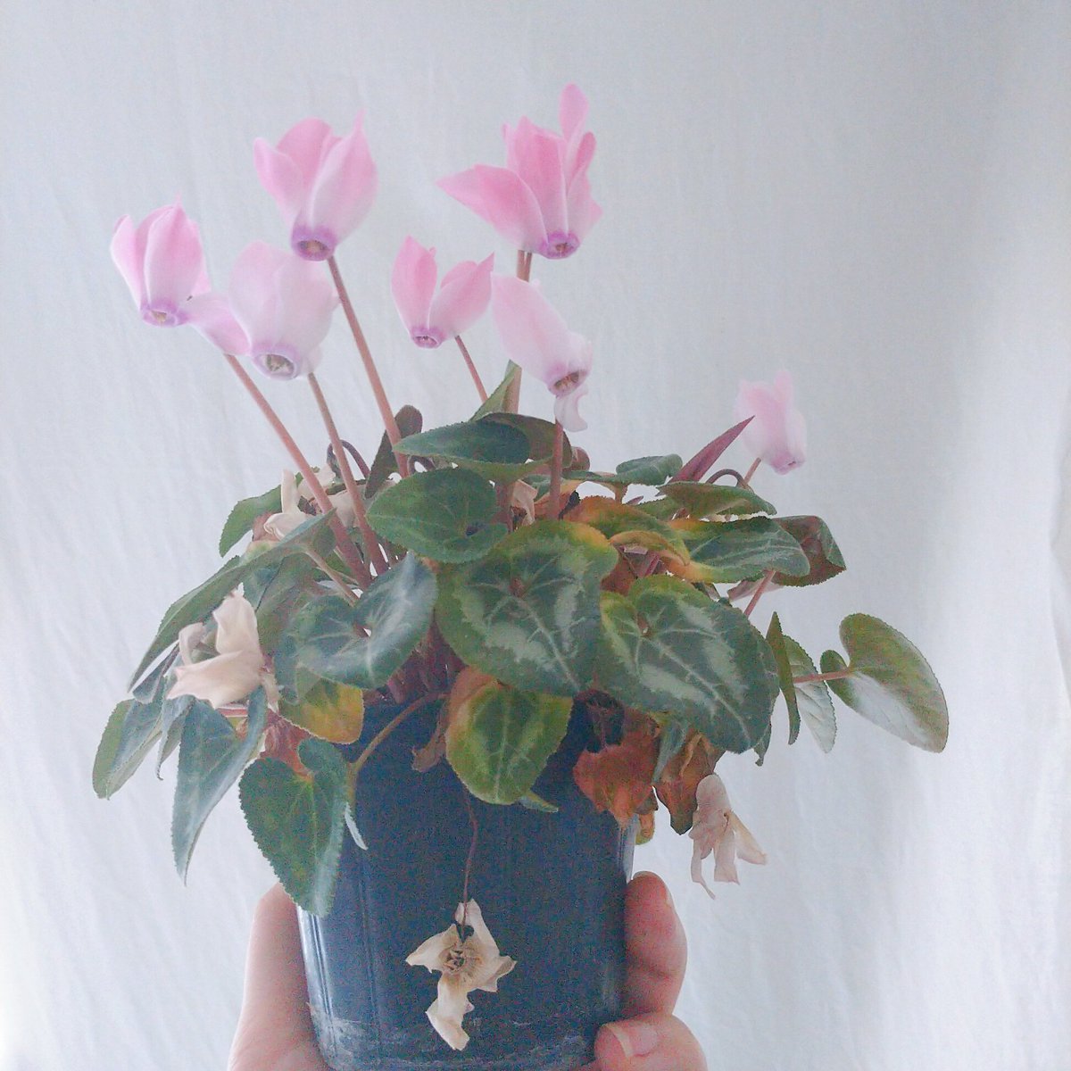 シクラメンの育て方