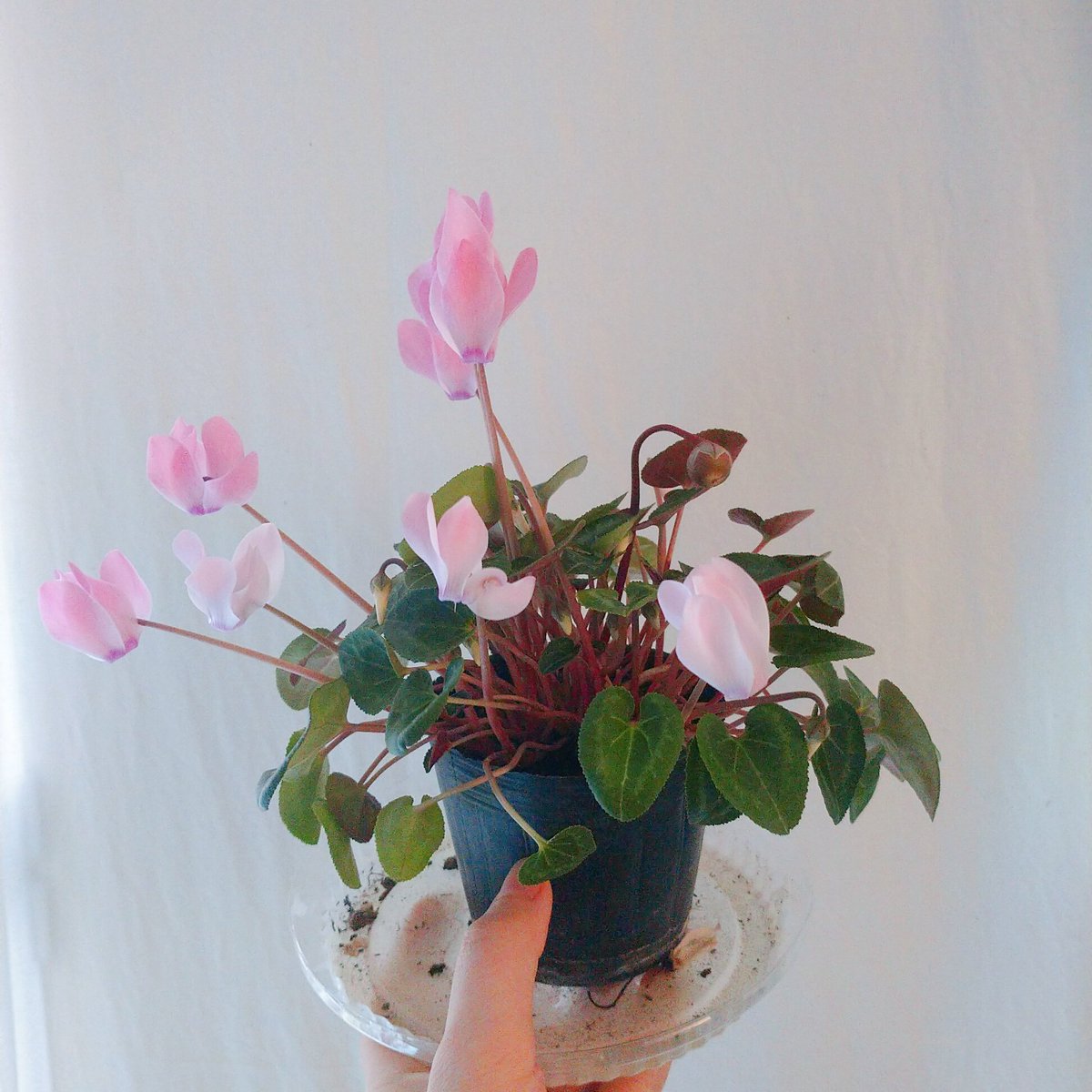 シクラメンの育て方