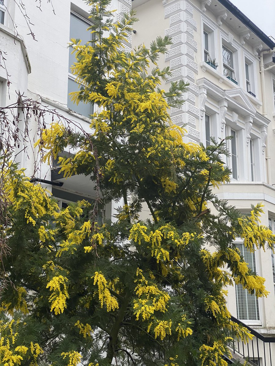 Trichidesign's tweet photo. Mimosa season #mimosa #spring #belsizepark https://t.co/CoGUMO7gqj