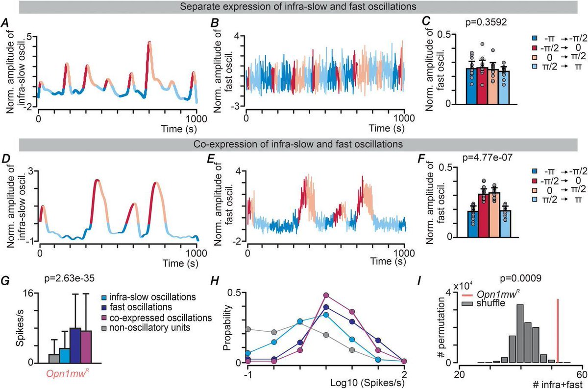 JPhysiol's tweet image. What is the role of infra‐slow and beta‐gamma oscillations in #visual processing? New research on neurophysiological activity in the subcortical #visualsystem by @Orlowska_Feuer @netty_allen @BrownlabV @RiccardoStorch1 @OfficialUoM @JagiellonskiUni 👉 buff.ly/37ZJ5rm