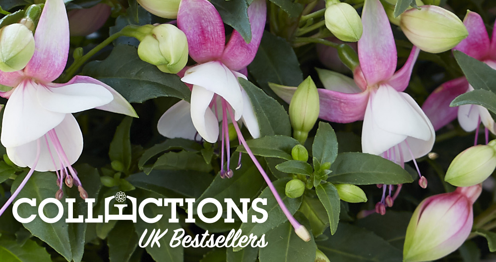 Earley Ornamentals tweet media