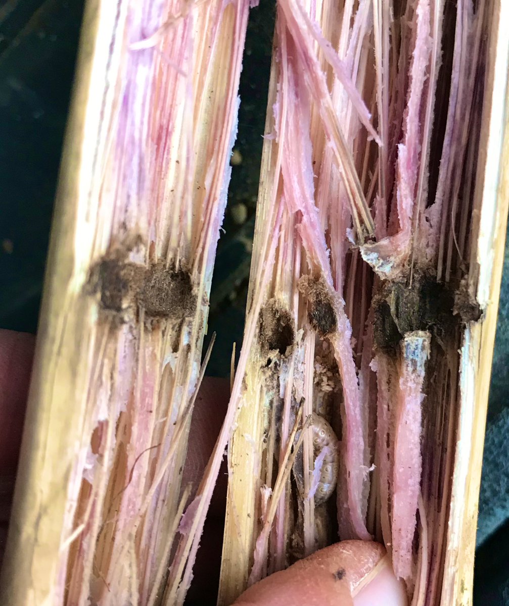 Ramassage pluvieux 🌧,
Ramassage heureux 😁,

Si si regardez bien, ces #pyrales voient la vie en rose 😏

📲 <a href="/InsectTracker/">Insect Tracker</a> #CornLovers