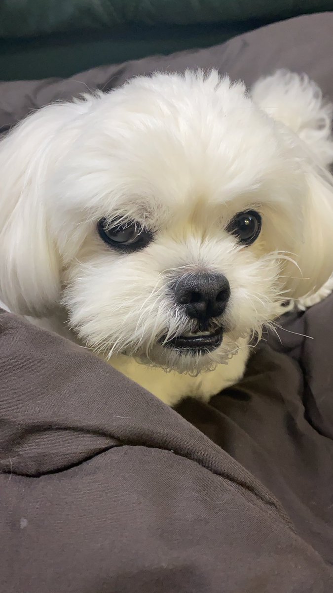 中山ファミリー 達とキャンピングカーで日本一周の旅 Nakayamafamily Twitter