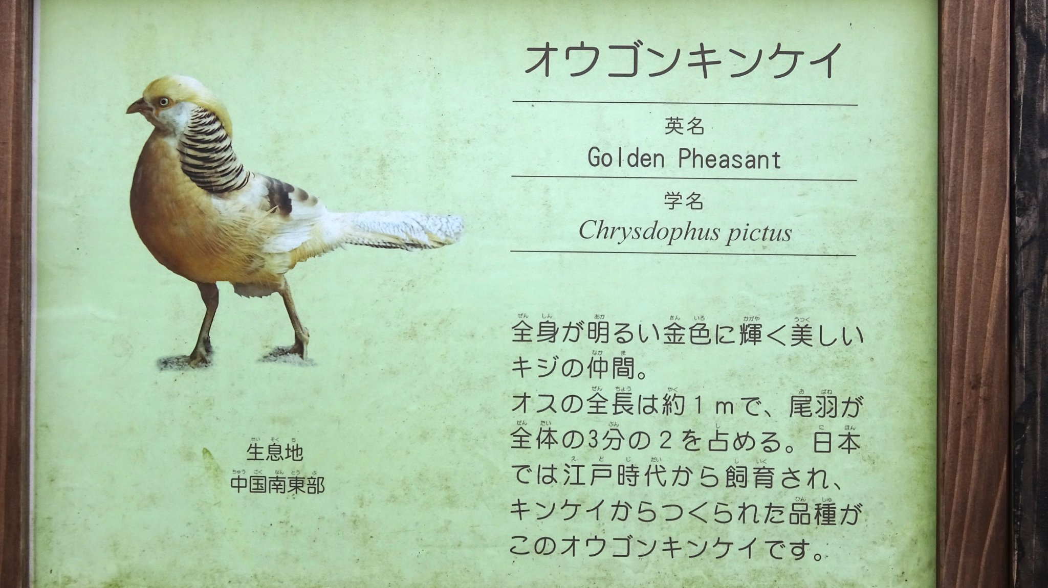 オウゴンキンケイ Twitter Search Twitter
