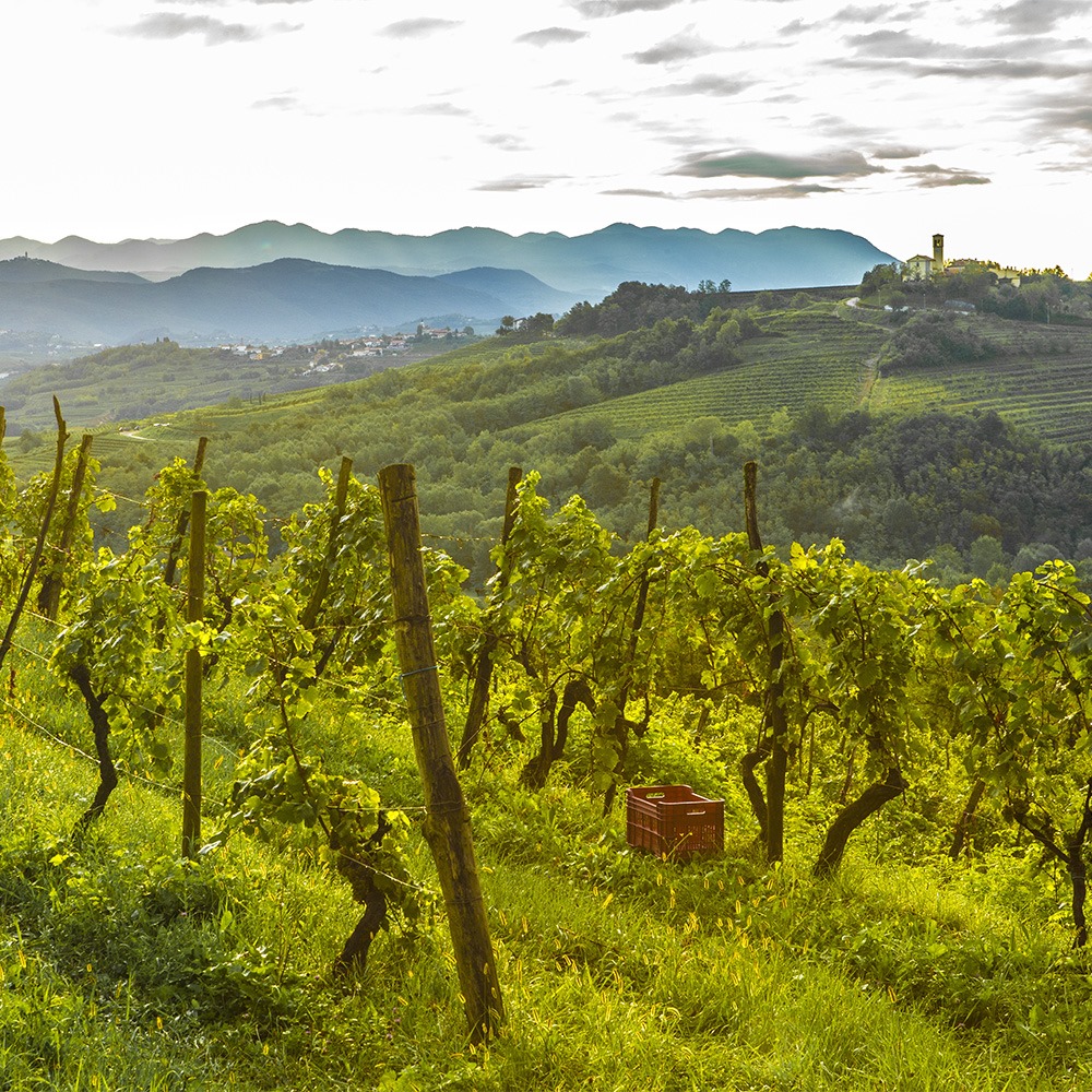 CantiereFriuli's tweet photo. 🎯@uniud con #CF appoggia il progetto #IKARUS con lo scopo di far crescere la consapevolezza dell’#Agenda2030 coinvolgendo la società attraverso eventi, escursioni e attività formative. 

📍Avrà luogo tra aprile e luglio in diversi Comuni del #FVG, lungo la Green Belt. https://t.co/SwSFdpp585