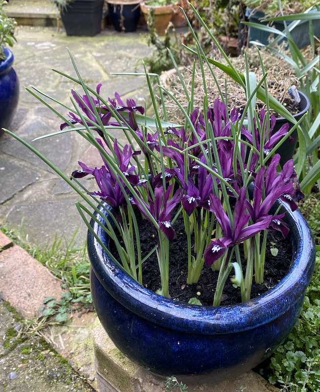 Lockdown Diary – Springing up... - grumpyoldbirder.com/springing-up/ ['Subscribing' to Grumpy Old Birder posts is very easy... complete the form on the right of the blog post and click the confirm link which is sent so you won’t miss a post.]