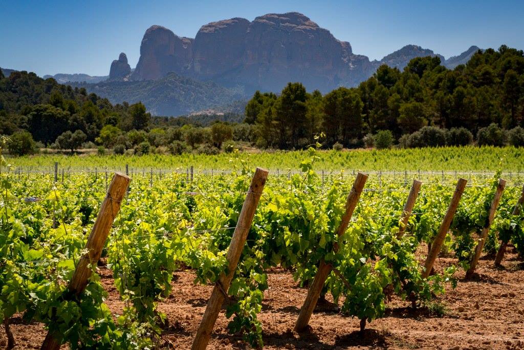 La Terra Alta és una preciosa terra de vins. Vine a conèixer la cultura del vi terraltí visitant vinyes i cellers. 😍  Heu fet enoturisme a la #TerraAlta?🍇🍇🍇

hotellescapcades.com

#hotellescapcades #hortadesantjoan #RuralTerraAlta #CatalunyaExperience