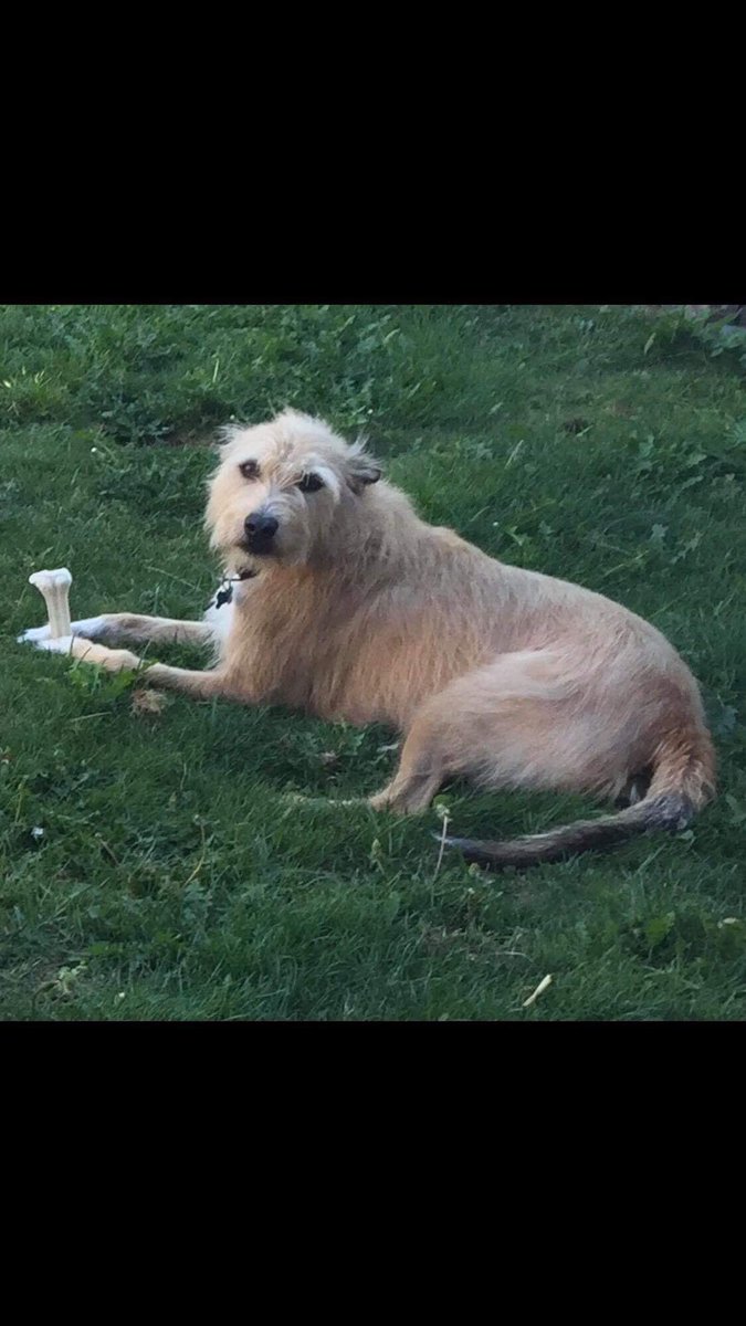 AnneGreen2909's tweet photo. Barney missing 2 years today ๐ญ from #KT11 #Cobham #surrey No sightings for a long time now. Where did you go Barney? ๐ฅบ Pls RT & contact his mom @graciemacy27 if you know anything #LostBarney #lurcher https://t.co/heCw4qSPfM