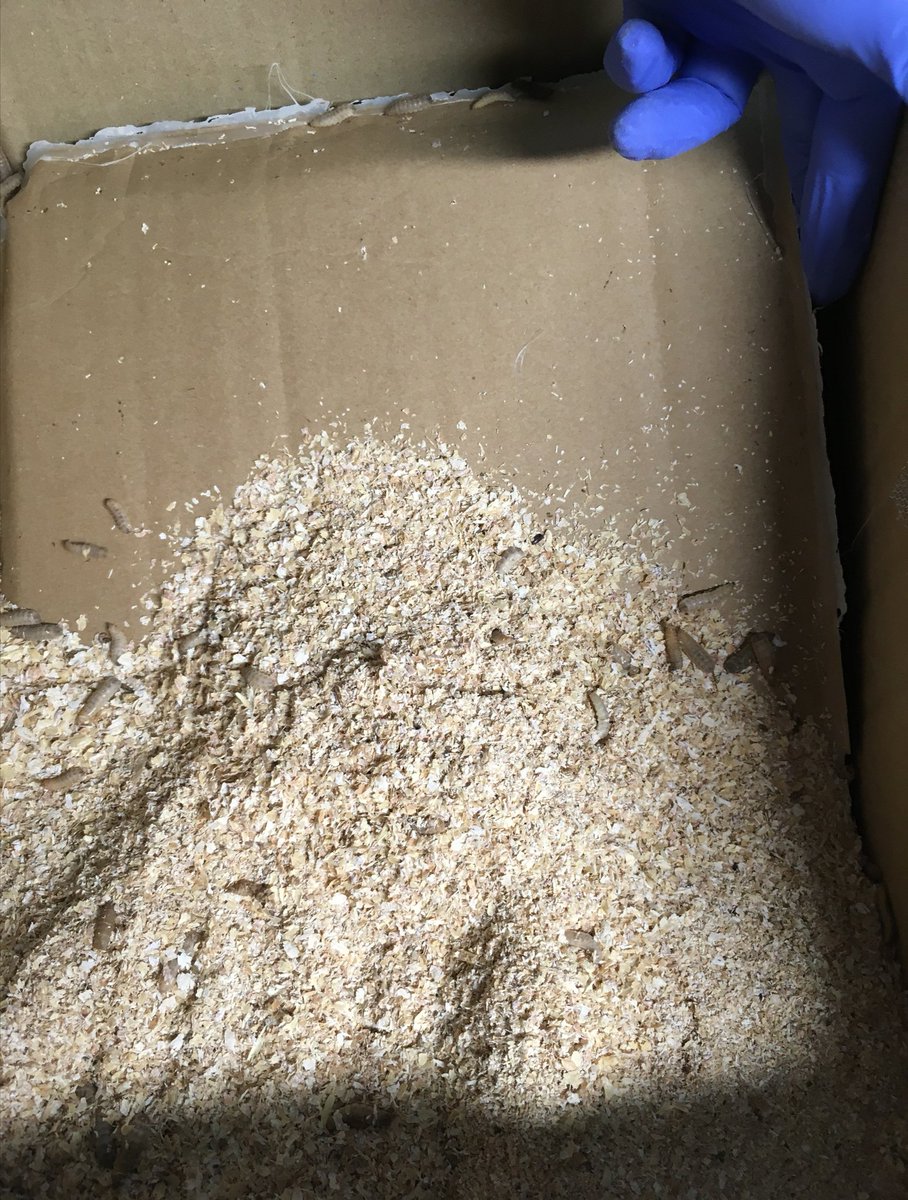 Qué condiciones debe cumplir el alimento que comen los #insectoscomestibles destinados a alimentación animal?
Estas y muchas más respuestas en la guía publicada ayer por el Ministerio de Agricultura. Consúltalo en nuestro blog. 
ecoinsectsf.com/blog_noticias_…
#granjadeinsectos #bsf