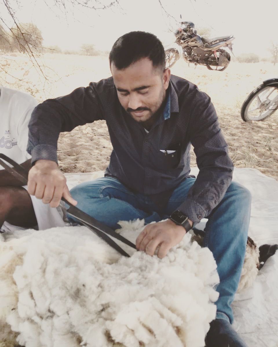 RathoreDilawar's tweet image. छीतर की पहाड़ियों में भेड़ो की ऊन काट रहे पशुपालकों के साथ ऊन काटने का प्रयास किया। उनके साथ करीब एक घंटे का समय बिताया जो बड़ा सुकून देने वाला था। 
#Wildlife #NatureClick #SheepWool #Indawati