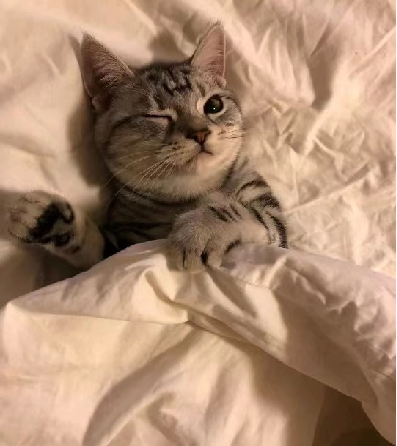 BallaGladstone's tweet photo. good night and sweet dreams
 #confidence #cute #pet #cutepet #funny https://t.co/lVof9G8Rl5
